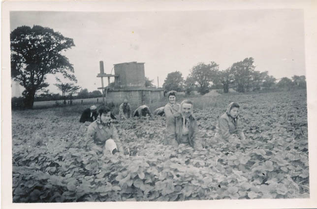 Strawberry pickers