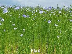 Flax & Hemp were grown in Hambleton