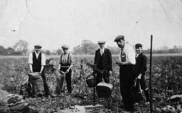 Pea picking