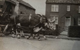 Ox cart on Main Road Hambleton